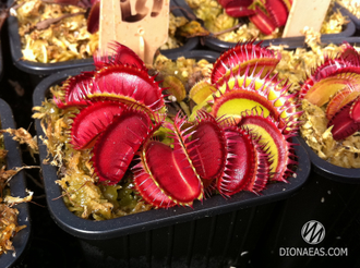 Dionaea muscipula Louchapates