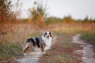 Дилан и осень