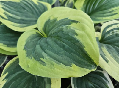 Хоста Fragrant Queen