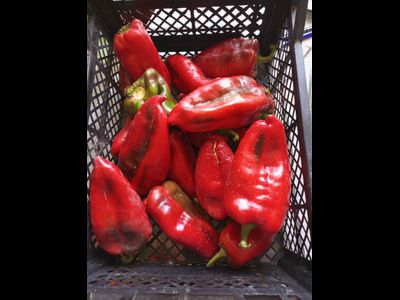 Перец сладкий Хорват