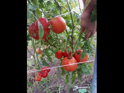 Томат Добрая Фея (Bonne Fee , Франция)