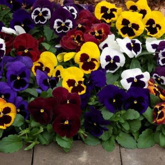 Виола VIOLA, F1 LARGE-FLOWERED SPRING MATRIX BEACONSFIELD