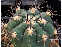 Gymnocalycium saglionis (D=50-60mm)