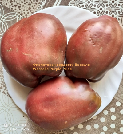 Томат Фиолетовая гордость Весселя (Wessel's Purple Pride)