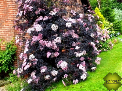 БУЗИНА ЧЕРНАЯ "БЛЭК ЛЭЙС" КРАСИВАЯ И ЛЕЧЕБНАЯ ПЛОДОВАЯ И ДЕКОРАТИВНАЯ (саженец 30 см)