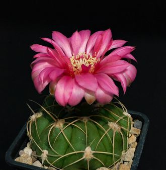 Gymnocalycium denudatum "Flore roseo" - 5 семян