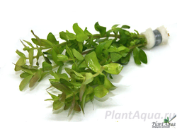 Бакопа каролинская (пучок)