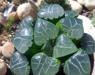 Хавортия Баера Мунстоун - Haworthia Bayeri Moonstone