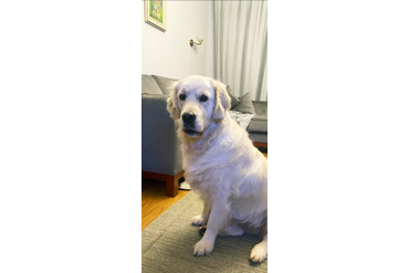 Луна / РЗ Лунная Радуга / , с белой ленточкой