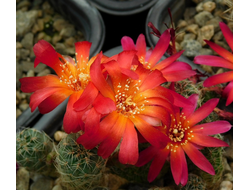 Sulcorebutia tarabucoensis VZ 45 - 5 семян