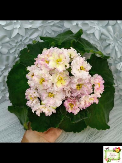 ЛЕ-Злато Скифов (Е. Лебецкая) 2015 г.