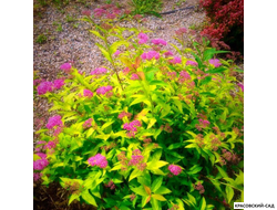 Спирея Голдмаунд - Goldmound