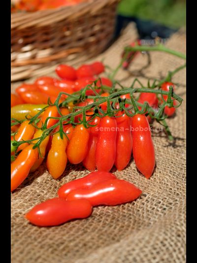 Томат Dulcita long (Сладкий Длинный), 5 шт