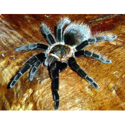 Brachypelma angustum