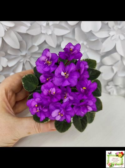 Ness' Tiny Flame (D.Ness)