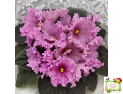 НК-Фанфан Тюльпан (Н.Козак) 2018 г. (лонг листва)