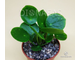 Pilea Peperomioides - Пилея пеперомиевидная, китайское денежное дерево, растение НЛО