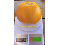 Томат Ваше величество