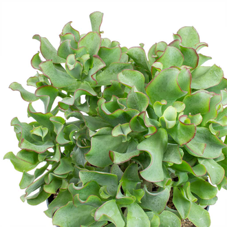 Crassula Arborescens Curly - Толстянка древовидная, Крассула кучерявая, нефритовое дерево