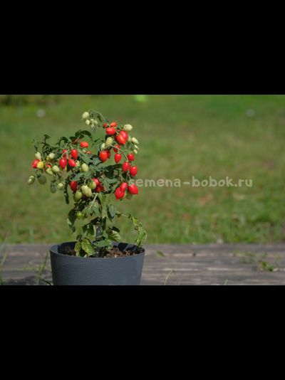 Томат LITTLE HEARTBREAKER (Маленький сердцеед), 10 шт