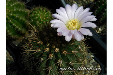 Acanthocalycium violaceum P 110a