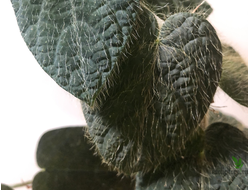 Ficus Villosa SP. / фикус Виллоза природник