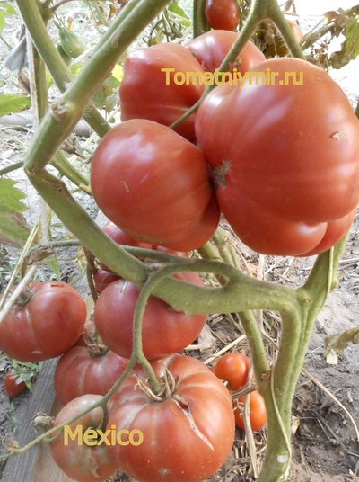 Томат Мехико (Mexico, Мексиканец)