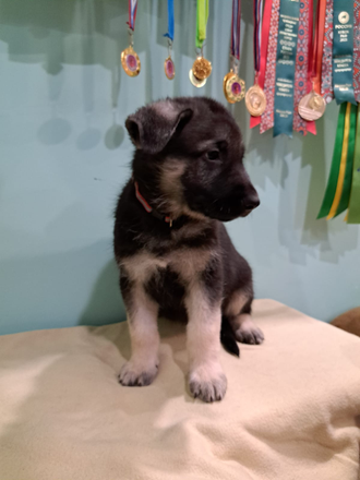 ВОСТОЧНО-ЕВРОПЕЙСКАЯ ОВЧАРКА