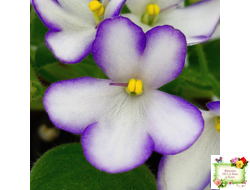 2А-Проба Пера (Е. Кольцова) 2024 г. (сортовая розетка)