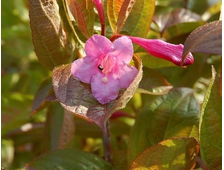 Вейгела (сорт &#039;Wings of Fire) гибридная, ЗКС