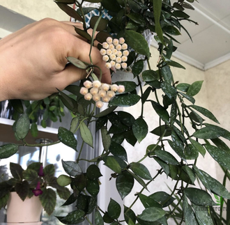 Hoya Lacunosa "Rebecca"