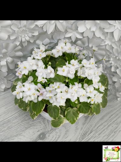 Ва-Банк (Л. Мещерякова) листовая химера (стартер сорт)