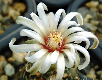 Gymnocalycium stellatum v.kleinianum VG-052 - 10 семян