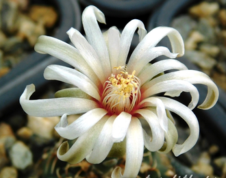 Gymnocalycium stellatum v.kleinianum VG-052 - 5 семян