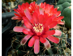 Gymnocalycium (Гимнокалициум)