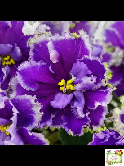 НД-Цветок Сирени (Н.Данилова-Суворова) 2022 г.