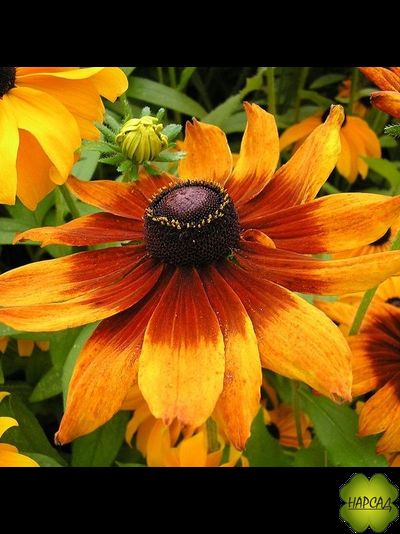 Рудбекия "Янтарь"