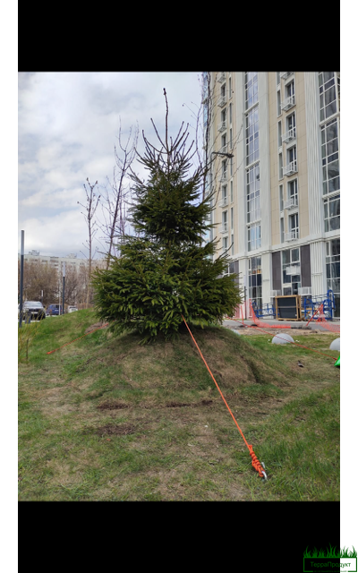 Анкер для для деревьев купить в Москве,анкер для крепления палаток, анкер для крепления деревьев