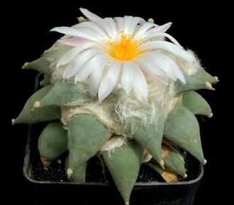 Ariocarpus furfuraceus PP 807- 5 семян