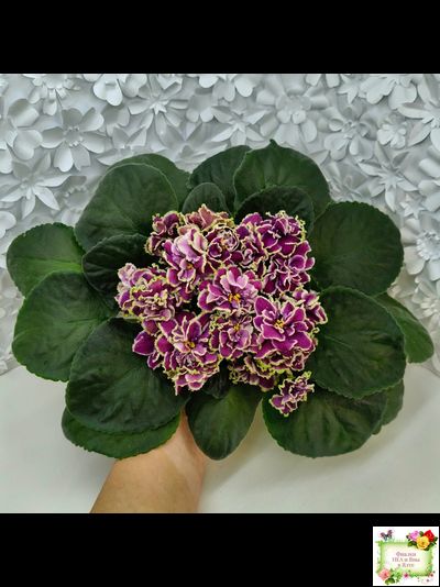 ВаТ-Классический Вкус (Т. Валькова) 2019 г.