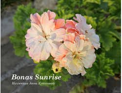 Bonas Sunrise фото