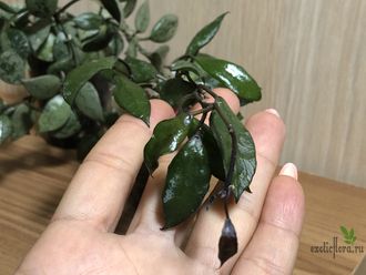 Hoya Krohniana “Black Leaves”