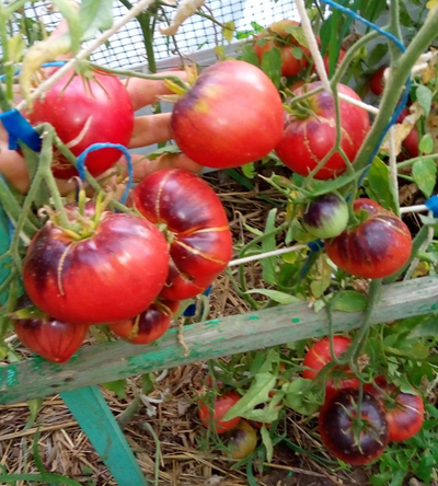 Томат Сержант Пеппер (Sgt Peppers ), США