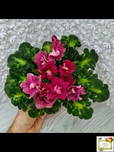 ВаТ-Супер Мама (Т.Валькова) 2020 г.