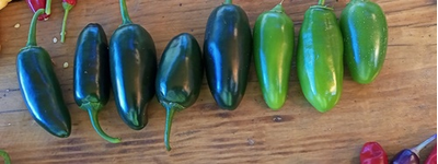 Халапеньо Телика в сравнении с Халапеньо желтым (он светлее)