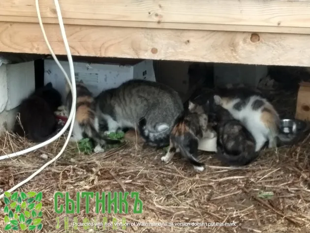 Добрые помощники на ферме