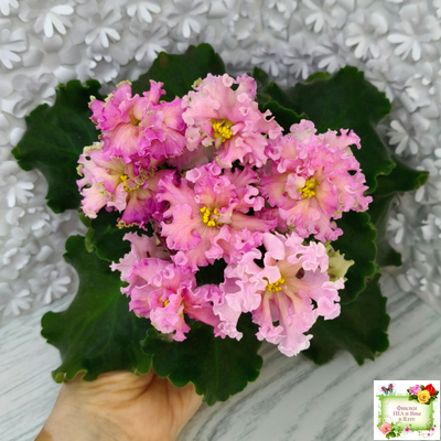 ЕК-Линжери (Е. Коршунова) 2021 г.