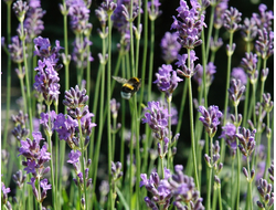 Гидролат Лаванда узколистная (Lavandula angustifolia) цветущие побеги, Молдова, 100 мл