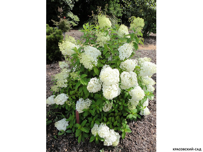 Гортензия Бобо - Bobo