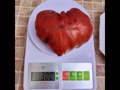 Томат Кудрявый Морателла (Rizado de Morratella )